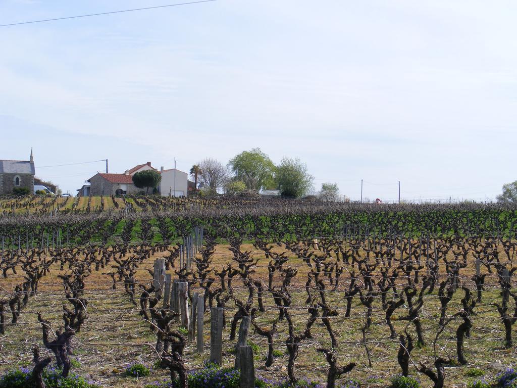 Chambres D'Hotes Vignes Et Loire Drain Exterior photo